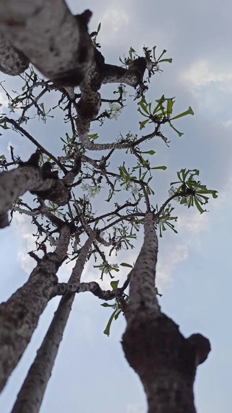 Frangipani Flower Video stock 288529262