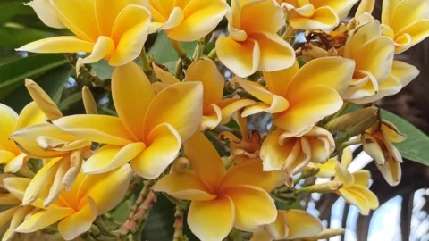 Frangipani Flower Video stock 288529811
