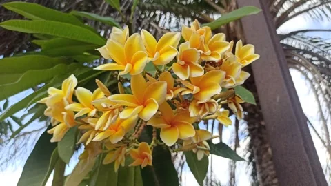Frangipani Flower Video stock 288529812