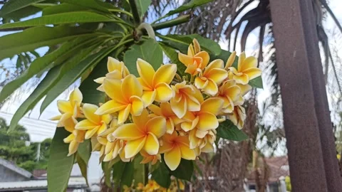 Frangipani Flower Video stock 288529814