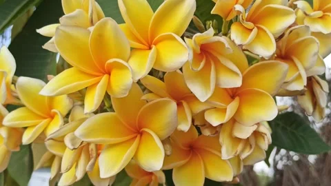 Frangipani Flower Stock Footage 288529843