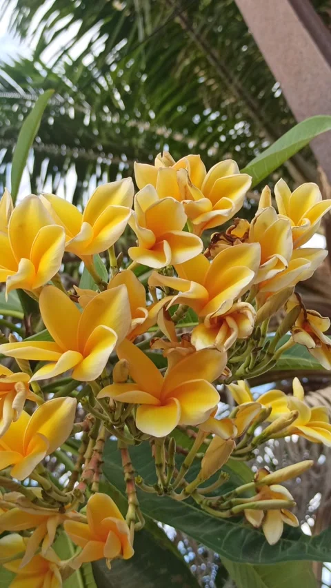 Frangipani Flower Video stock 288529854