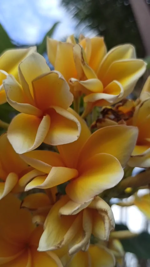 Frangipani Flower Video stock 288529930