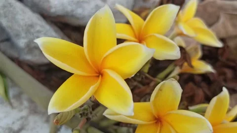 Frangipani Flower Stockbeeldmateriaal 288529931