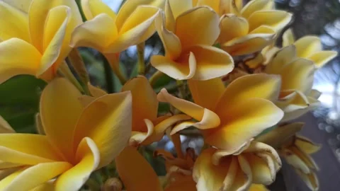 Frangipani Flower Stock-Footage 288529934