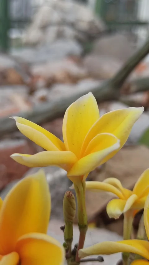 Frangipani Flower Video stock 288529988