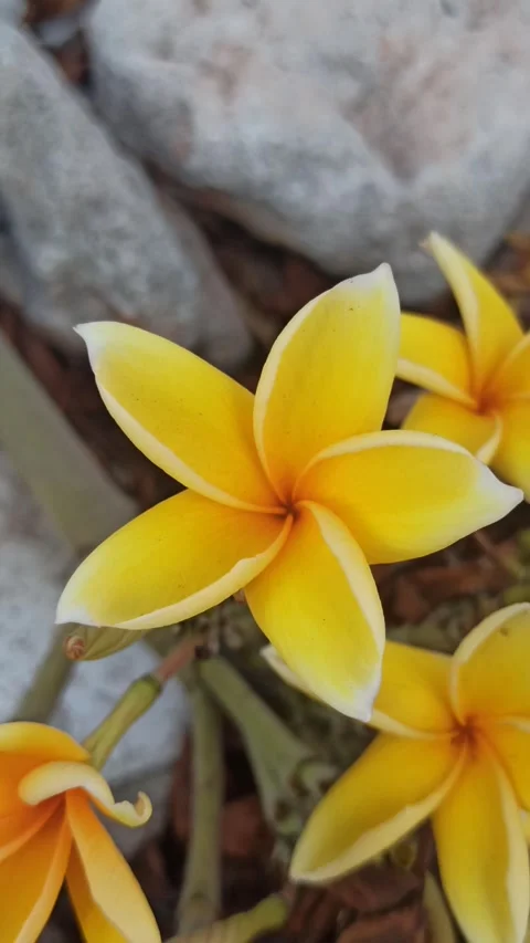 Frangipani Flower Stock Footage 288529990