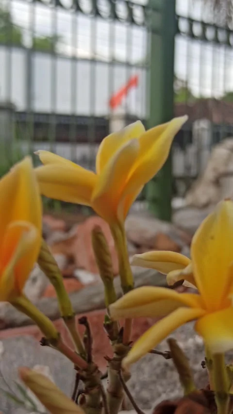 Frangipani Flower Video stock 288530002