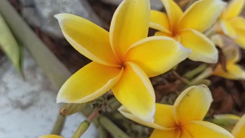 Frangipani Flower Stock-Footage 288530032