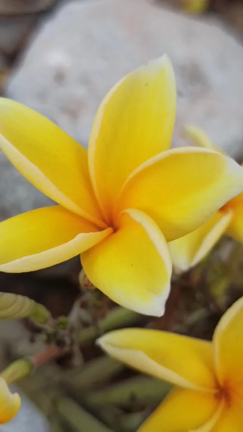 Frangipani Flower Stock Footage 288530034