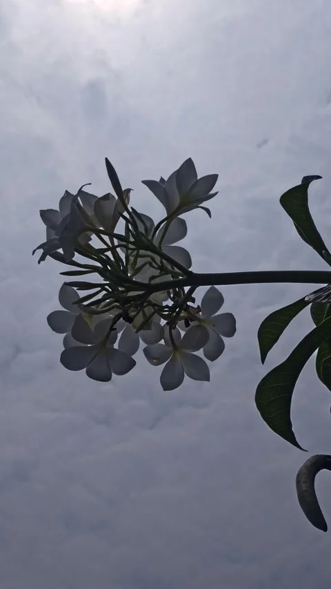 Frangipani Flower Video stock 306941009