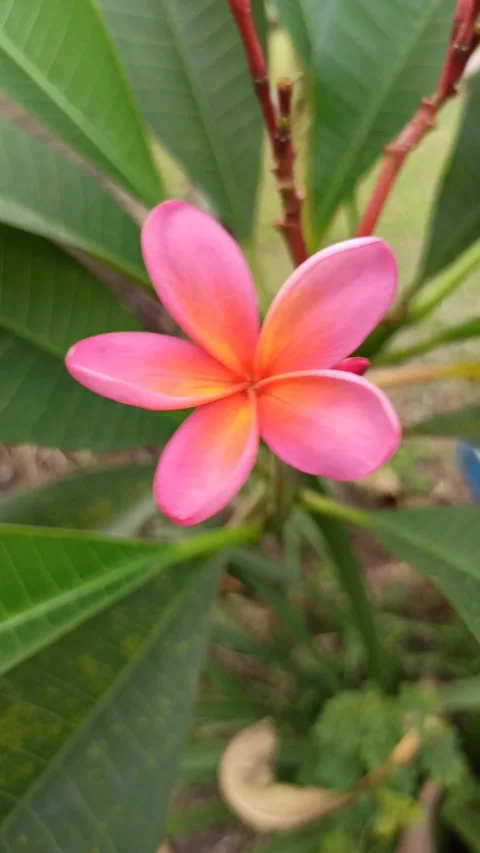 Frangipani Flower Stockbeeldmateriaal 308111212