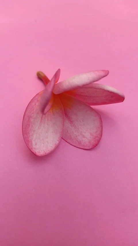 Frangipani Flower Vídeo Stock 308111863