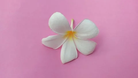 Frangipani Flower Vídeo Stock 308112015