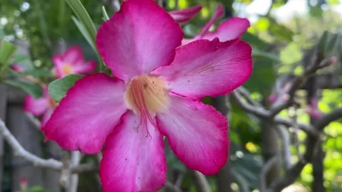 Frangipani flower Stock Footage 308766355