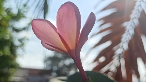 Frangipani flower Stock Footage 310469850