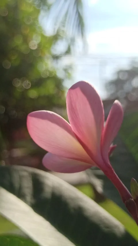Frangipani Flower Stockbeeldmateriaal 310469871