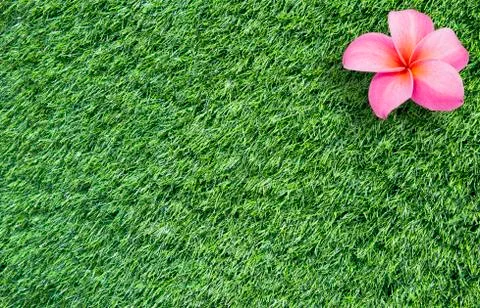 Frangipani flower on grass background Stock Illustration