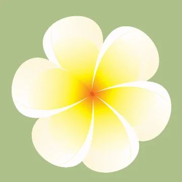 Frangipani Flower Stock Illustration