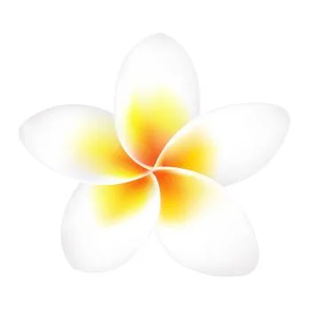 Frangipani flower isolated Stock Illustration