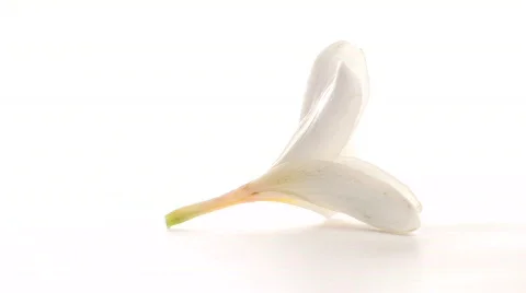 Frangipani flower loop - HD Stock Footage 572372