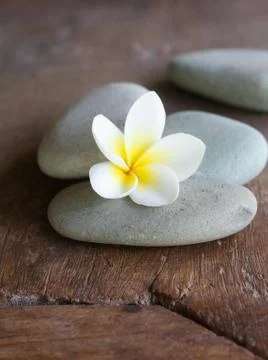 Frangipani flower Stock Photos