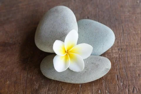 Frangipani flower Stock Photos