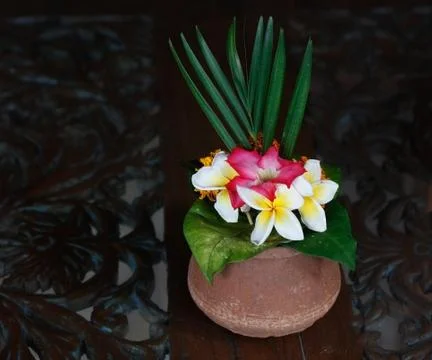 Frangipani flower Stock Photos