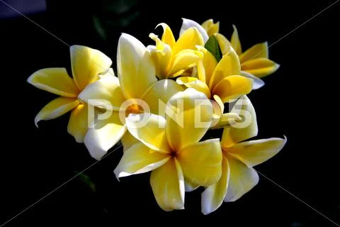 Frangipani flower Stock Photos