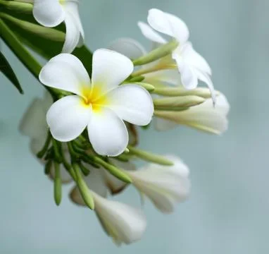 Frangipani flower Stock Photos