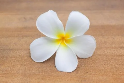 Frangipani flower Stock Photos