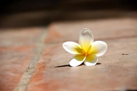 Frangipani flower Stock Photos