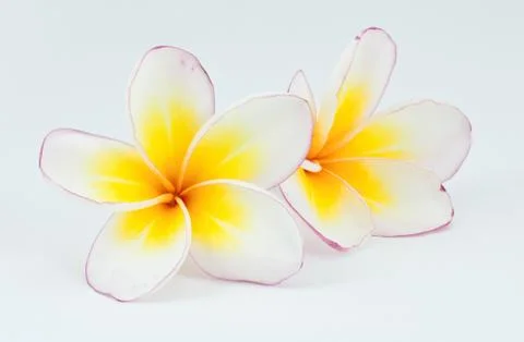 Frangipani flower Stock Photos