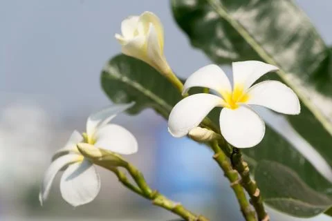 Frangipani flower Stock Photos