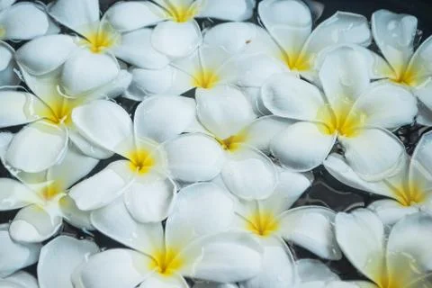 Frangipani flower Stock Photos