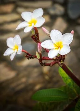 Frangipani flower Stock Photos