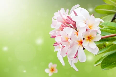 Frangipani Flower Stock Photos