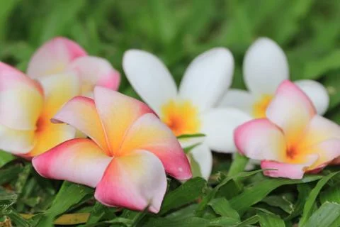 Frangipani flower Stock Photos