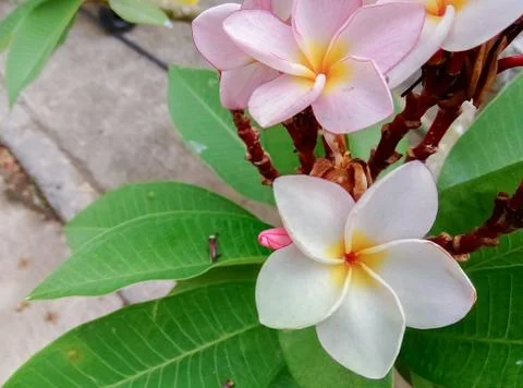 Frangipani flower Stock Photos