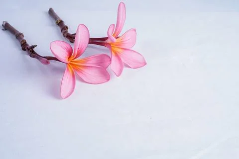 Frangipani flower Stock Photos