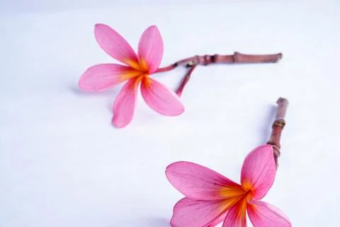Frangipani flower Stock Photos