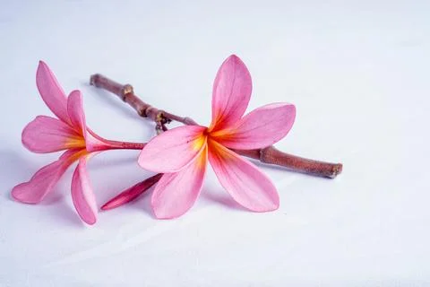 Frangipani flower Stock Photos