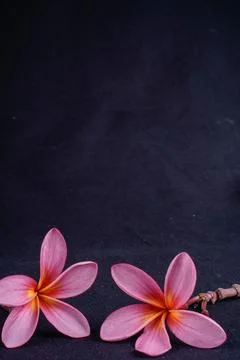 Frangipani flower Stock Photos