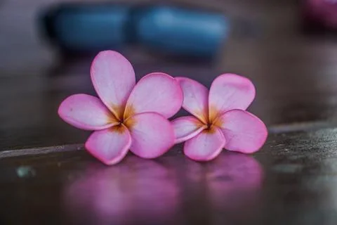 Frangipani flower Stock Photos