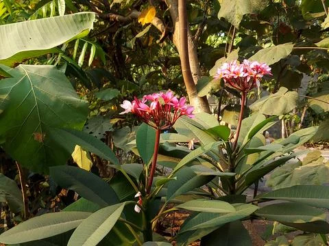 Frangipani flower. Stock Photos