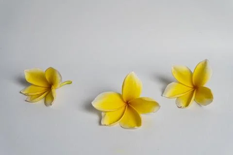 Frangipani flower Stock Photos