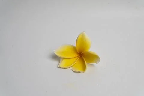 Frangipani flower Stock Photos