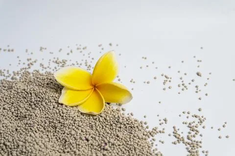 Frangipani flower Stock Photos