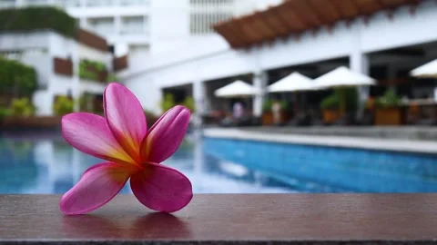 Frangipani Flower by Poolside. Stock Footage 289434662