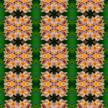 Frangipani flower seamless pattern background Stock Photos
